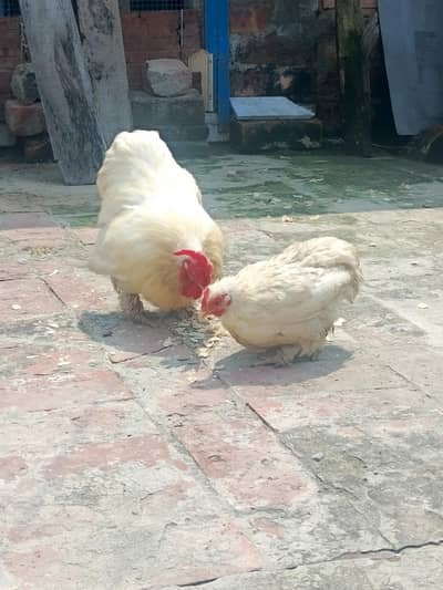 1 bantum pair or 1 black bantum pair for sale