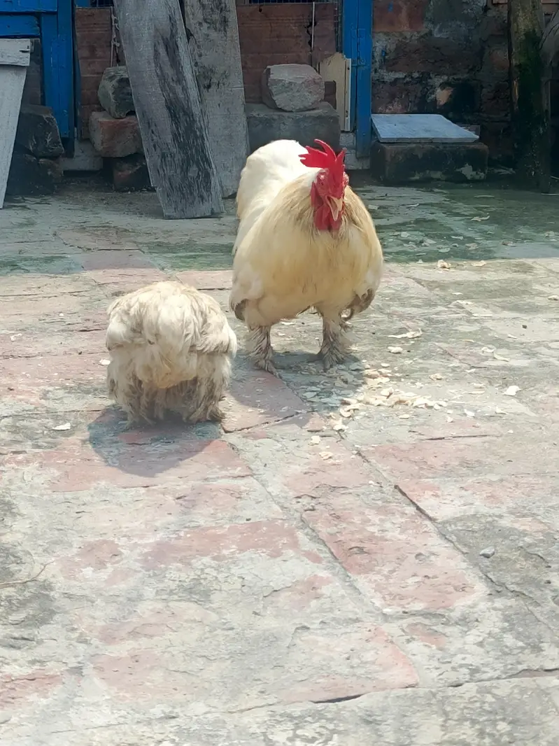 1 bantum pair or 1 black bantum pair for sale — photo 2
