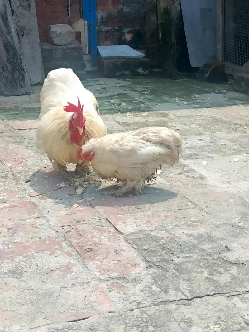 1 bantum pair or 1 black bantum pair for sale — photo 3