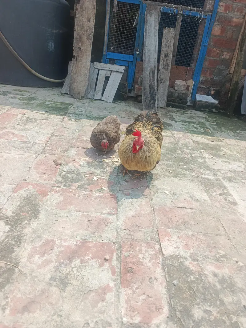 1 bantum pair or 1 black bantum pair for sale — photo 4