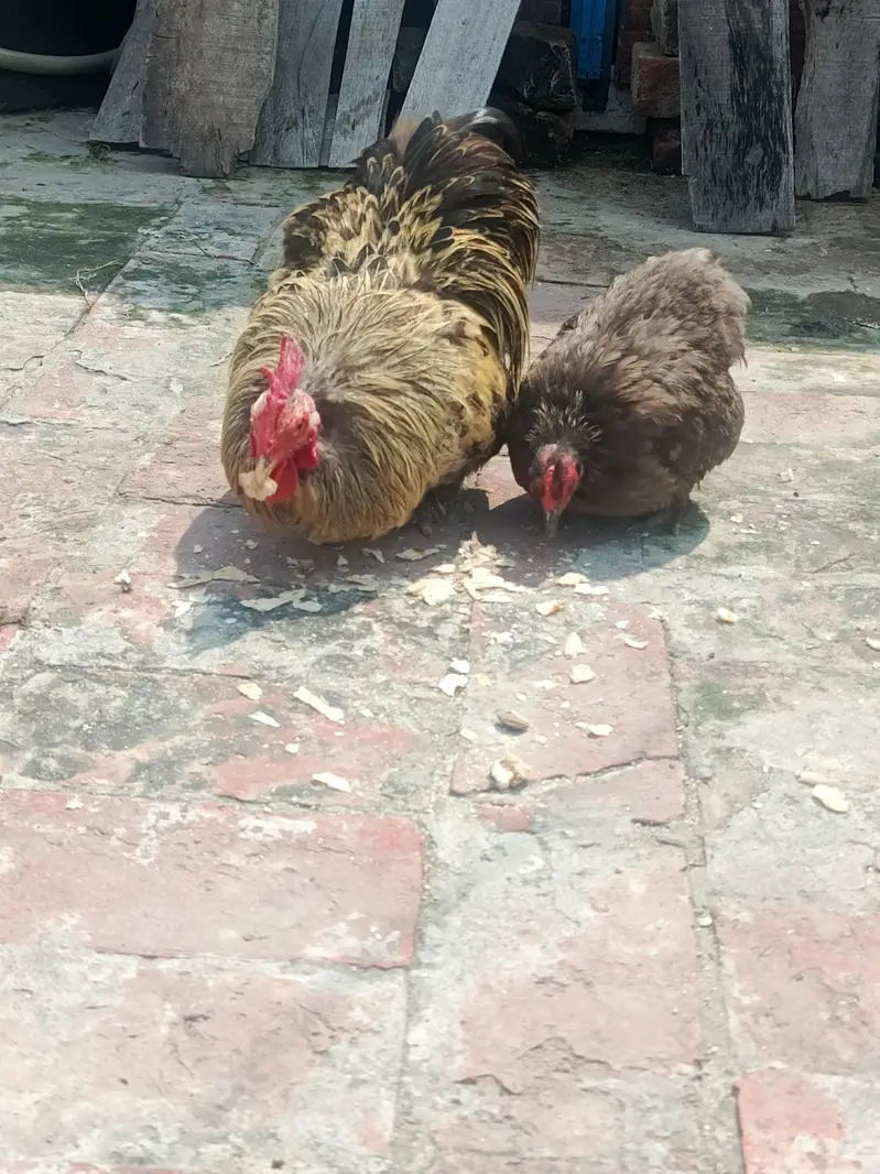 1 bantum pair or 1 black bantum pair for sale — photo 5