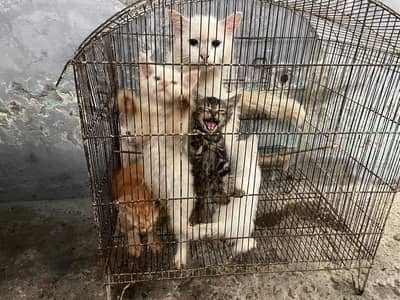 Persian kittens for sale