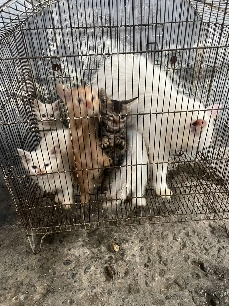 Persian kittens for sale — photo 2