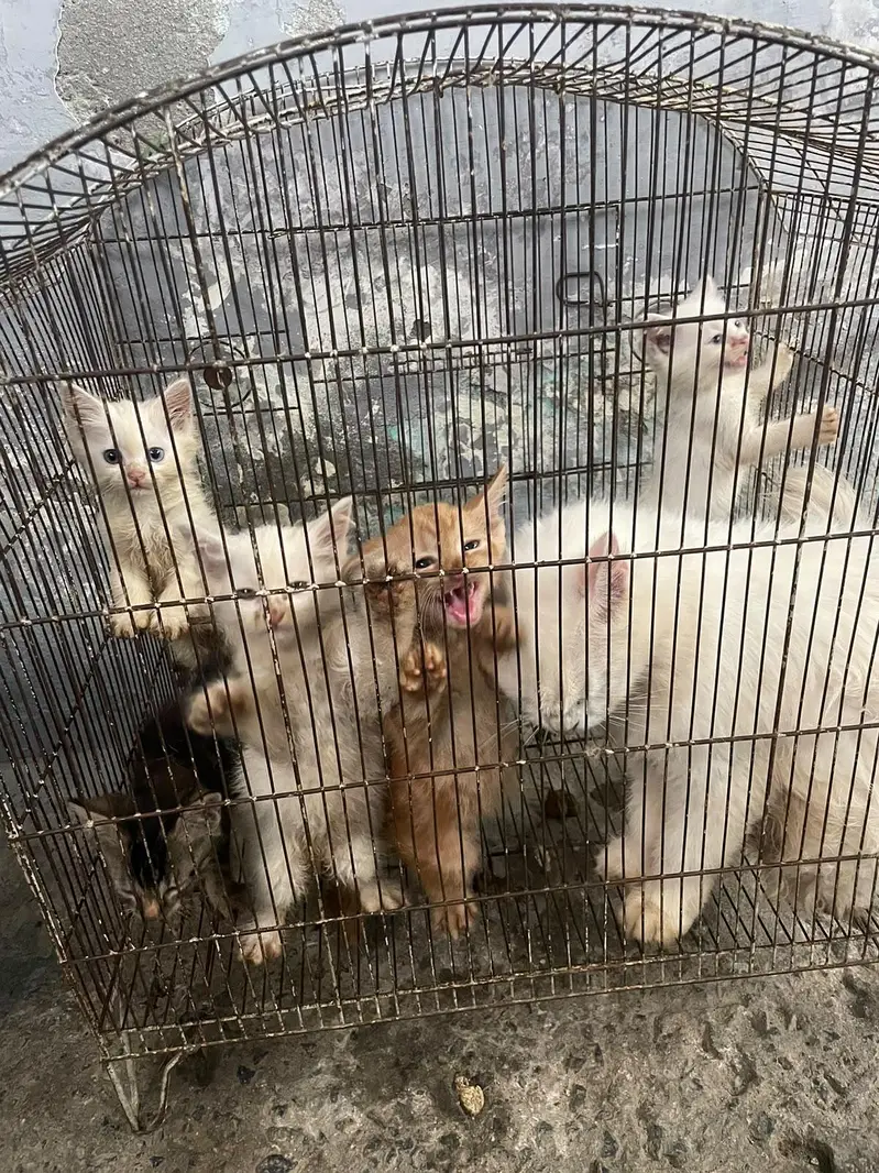 Persian kittens for sale — photo 3