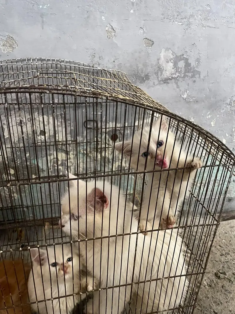 Persian kittens for sale — photo 4