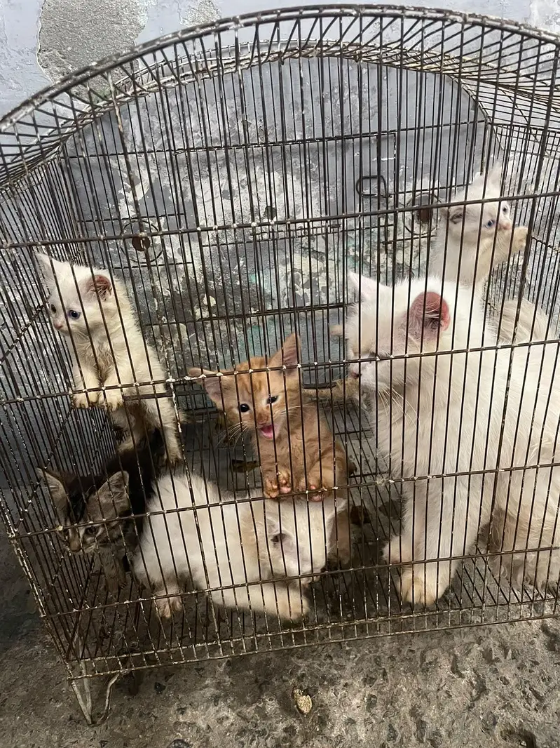 Persian kittens for sale — photo 5