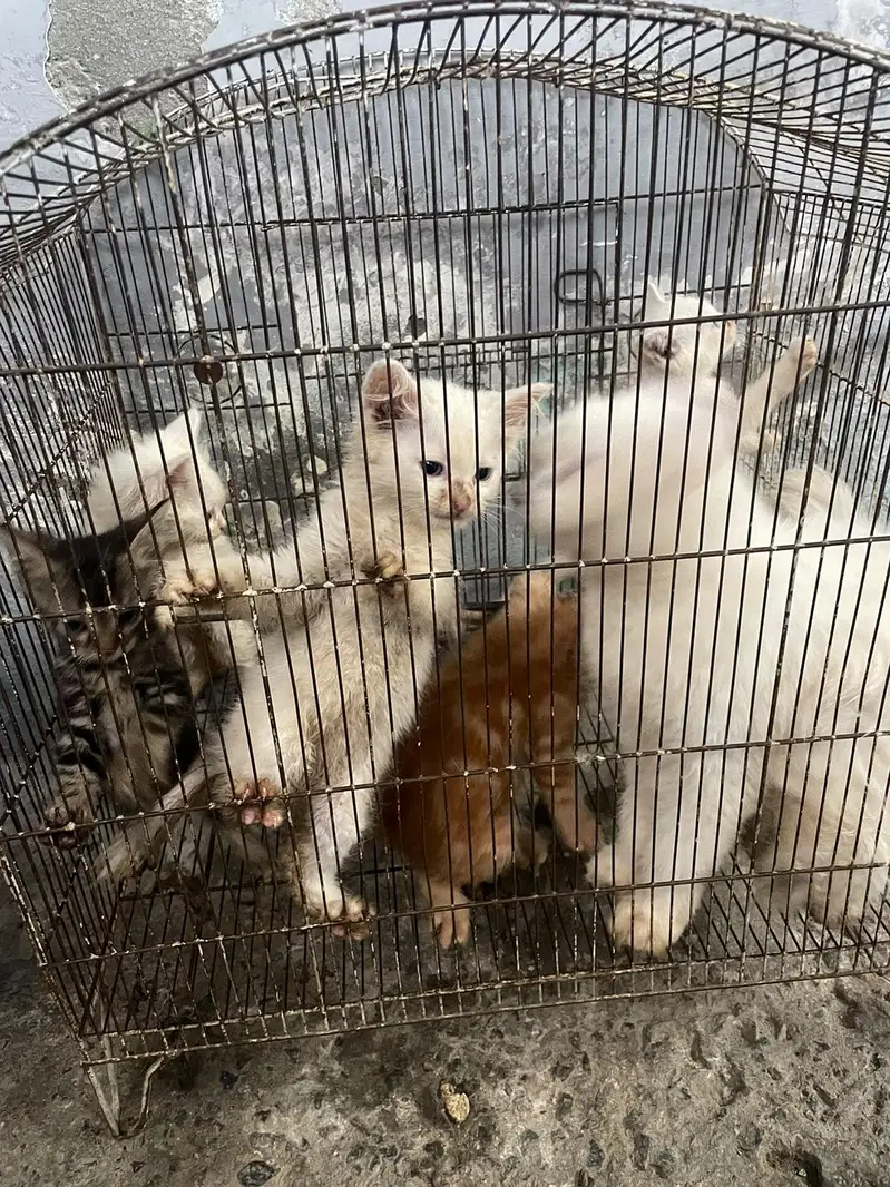 Persian kittens for sale — photo 6
