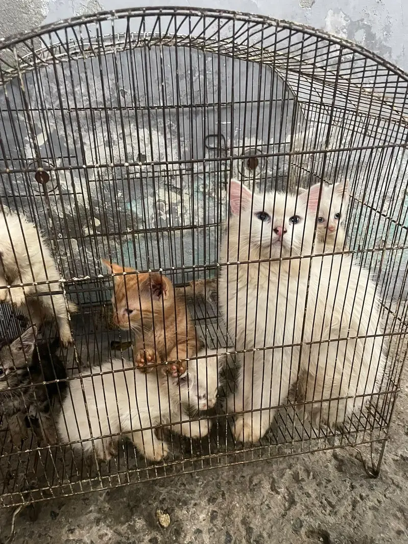 Persian kittens for sale — photo 7