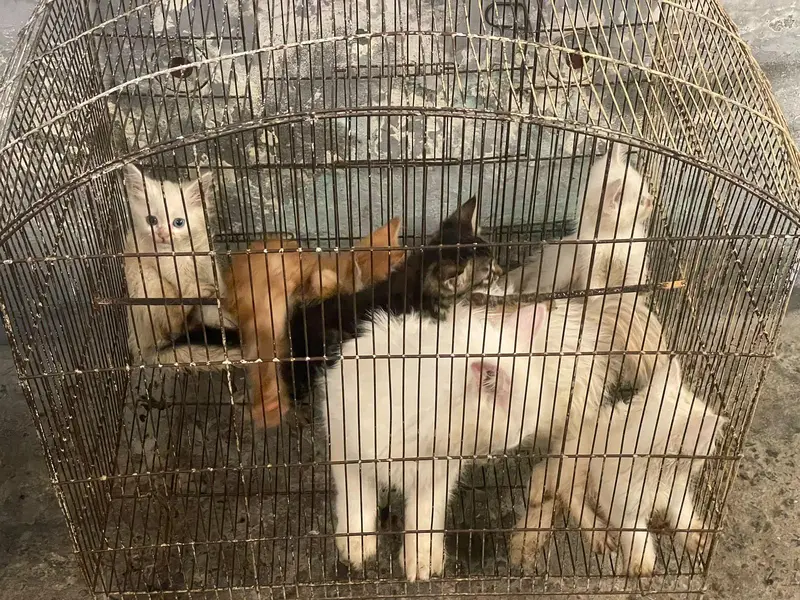 Persian kittens for sale — photo 8