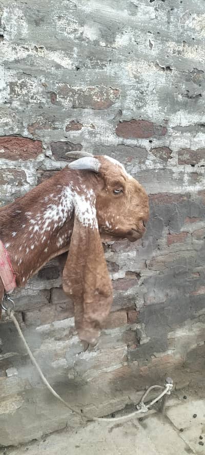 pure makhi cheeni bakri