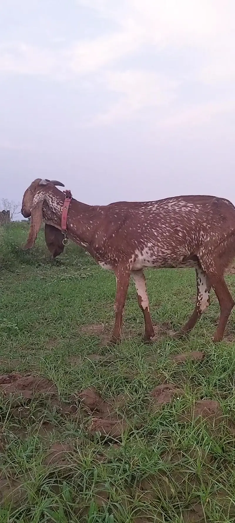 pure makhi cheeni bakri — photo 2