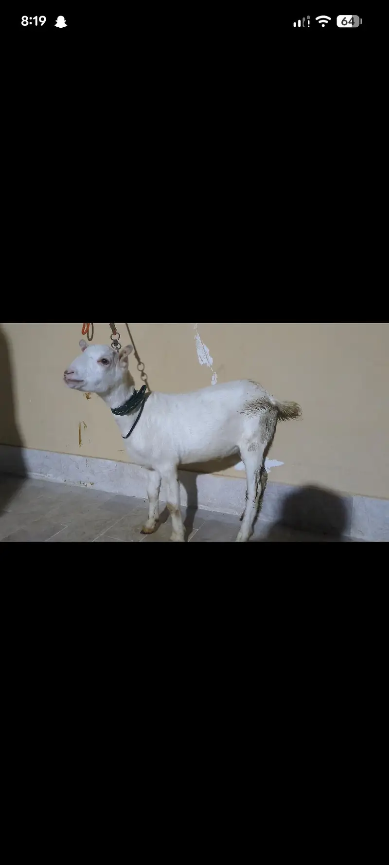 teddy Bakra age 4 mahine contact 03373123229 — photo 2