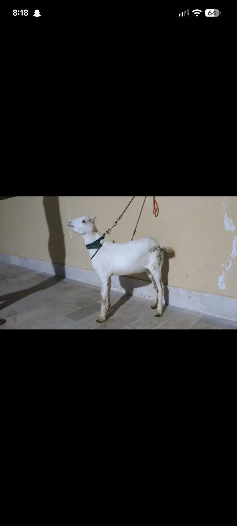 teddy Bakra age 4 mahine contact 03373123229 — photo 3