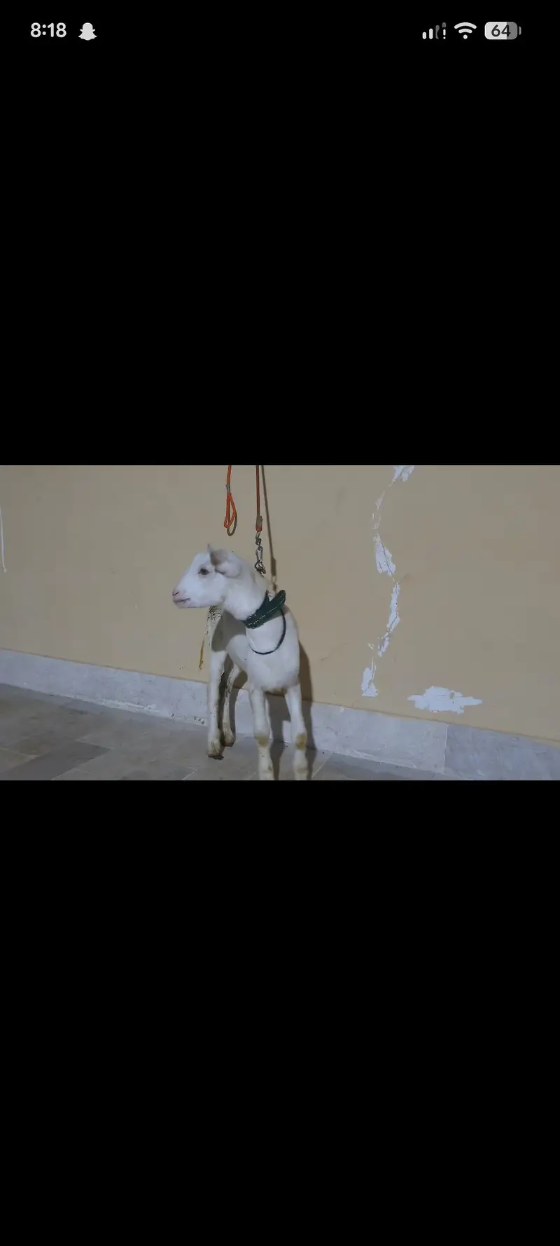 teddy Bakra age 4 mahine contact 03373123229 — photo 5