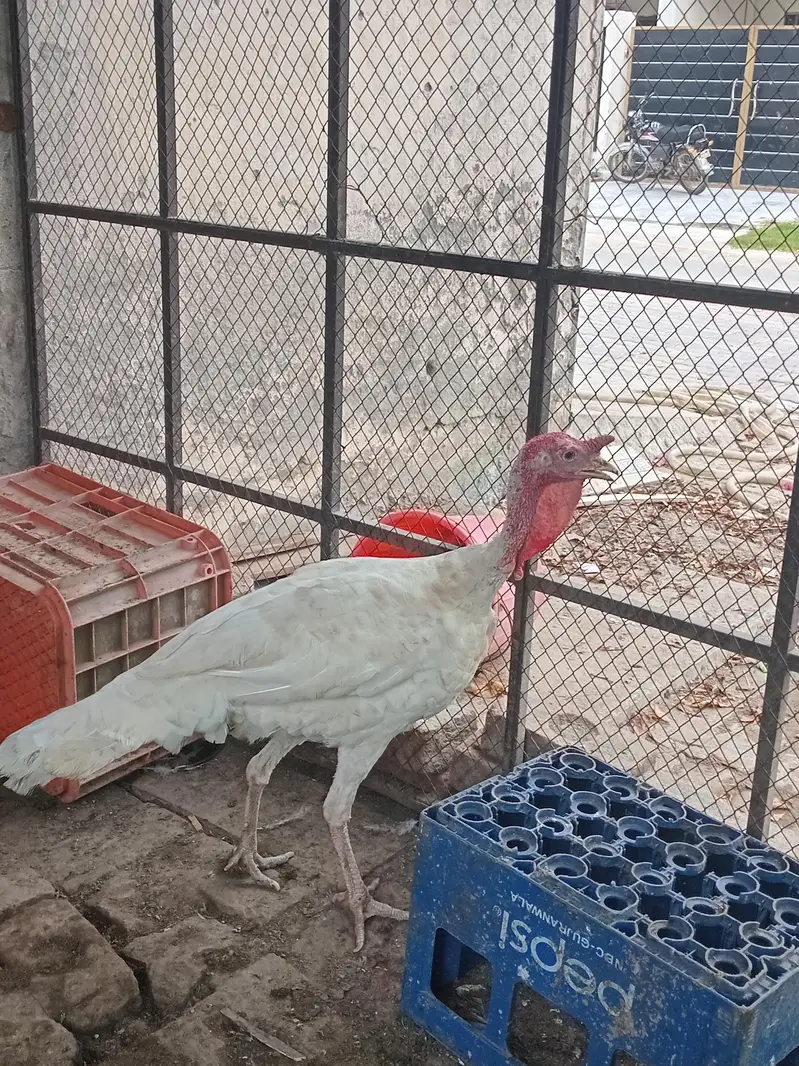 white turkey breeder