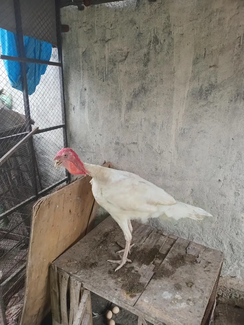 white turkey breeder — photo 2