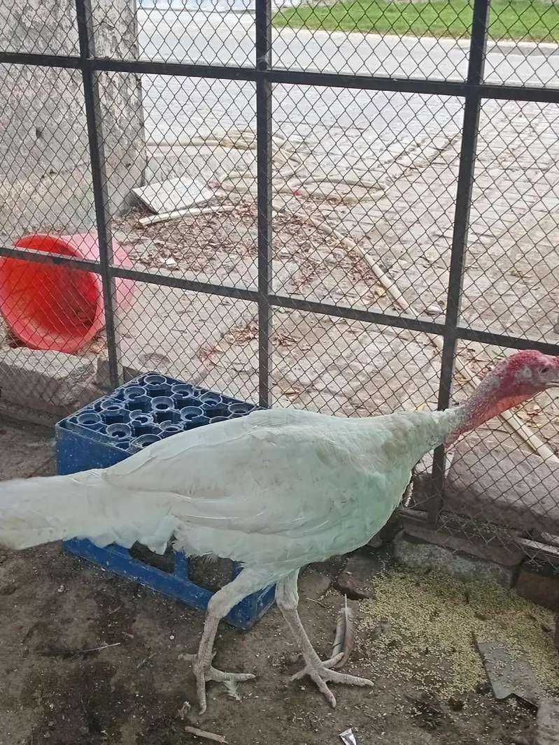 white turkey breeder — photo 3