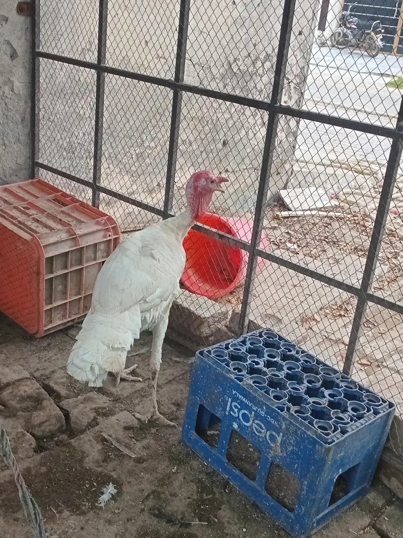 white turkey breeder — photo 4
