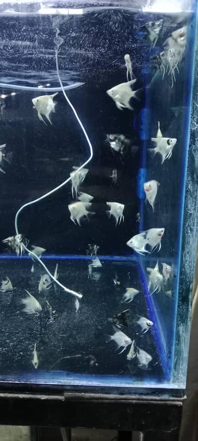 Oscar, colour tetras, angles, mascara barbs