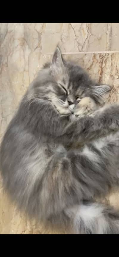 Persian cat sale