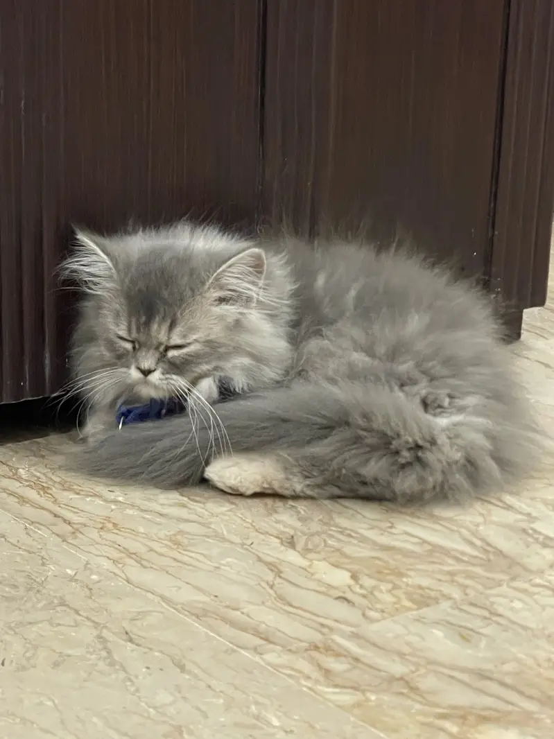 Persian cat sale — photo 2