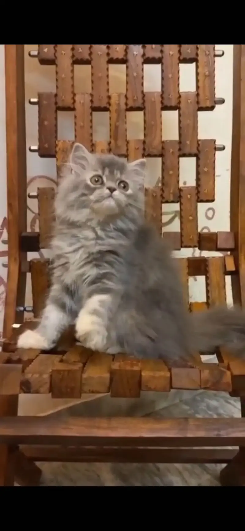 Persian cat sale — photo 3