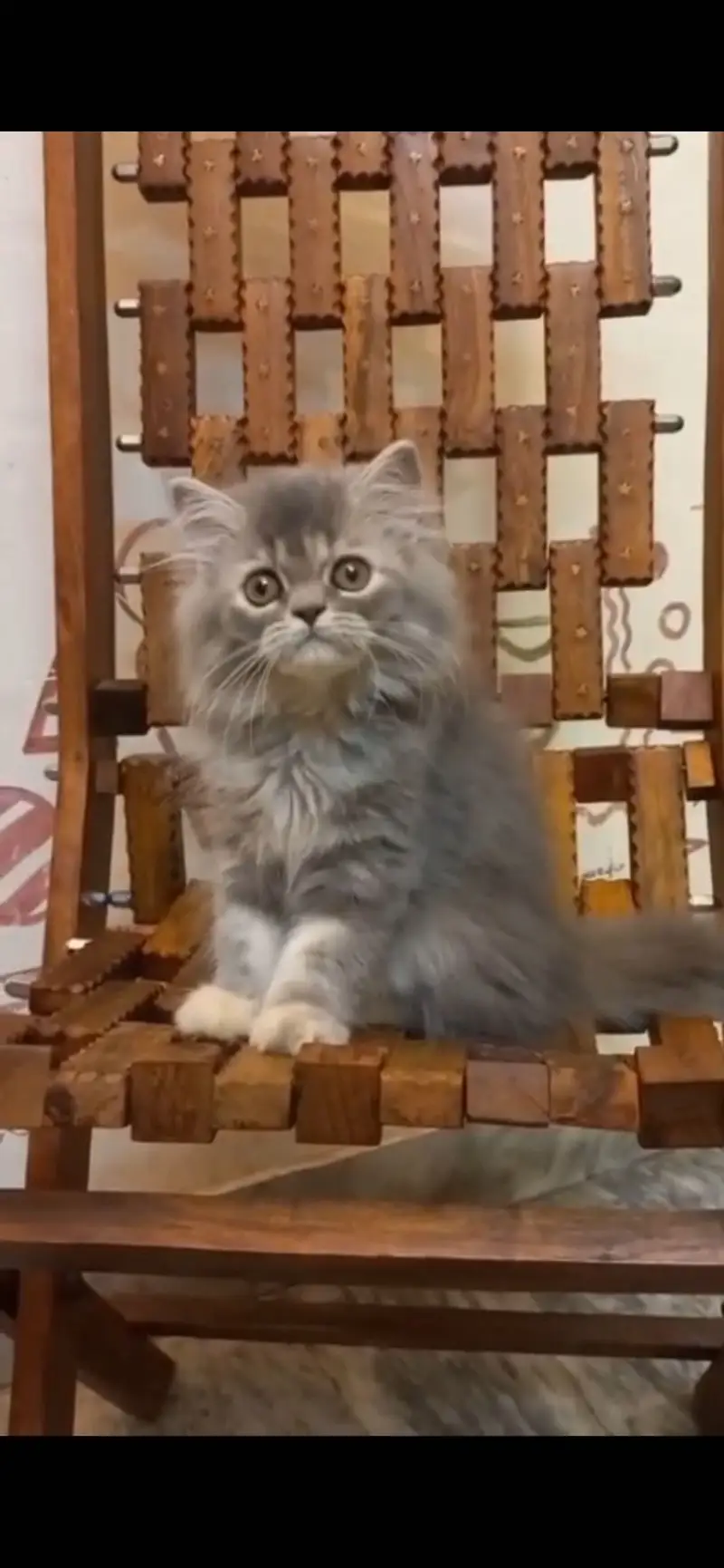 Persian cat sale — photo 4