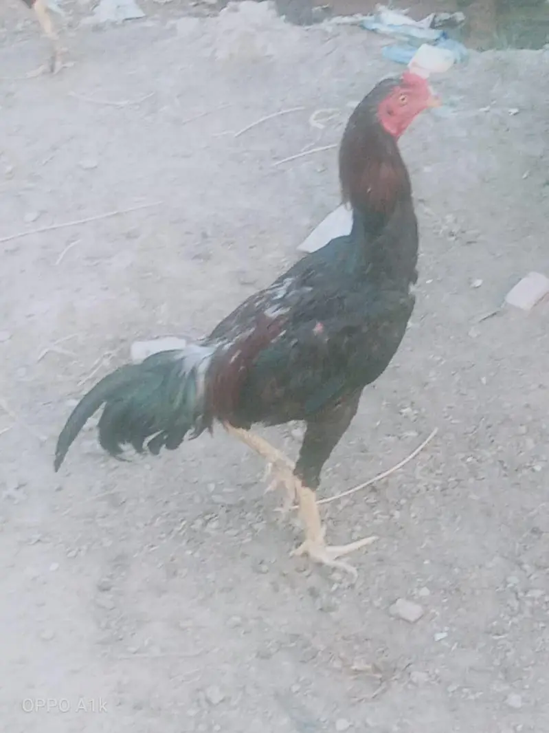 for sale location mandibhulldin cargo all Pakistan — photo 2
