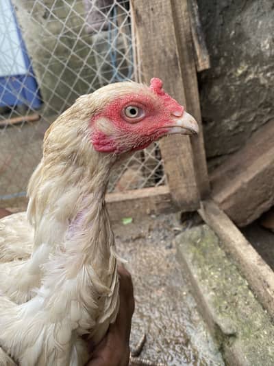 Paper white Heera  female ready for breed