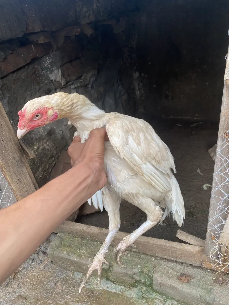 Paper white Heera  female ready for breed — photo 3
