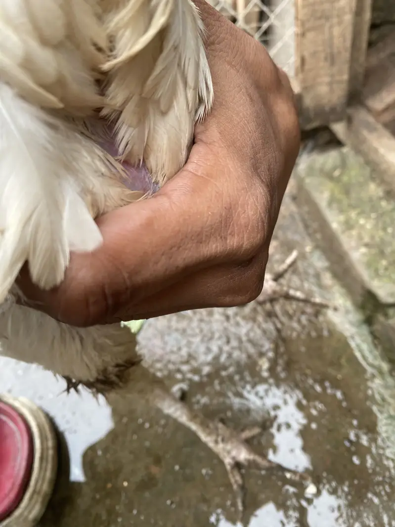 Paper white Heera  female ready for breed — photo 4