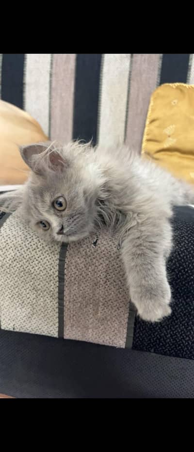 female cat