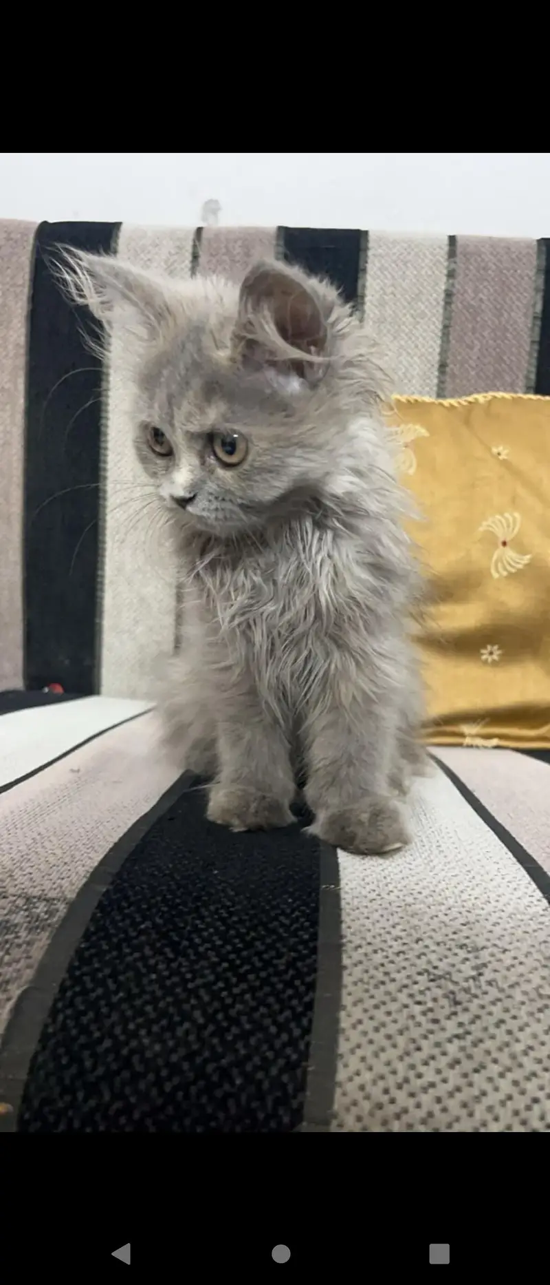 female cat — photo 2