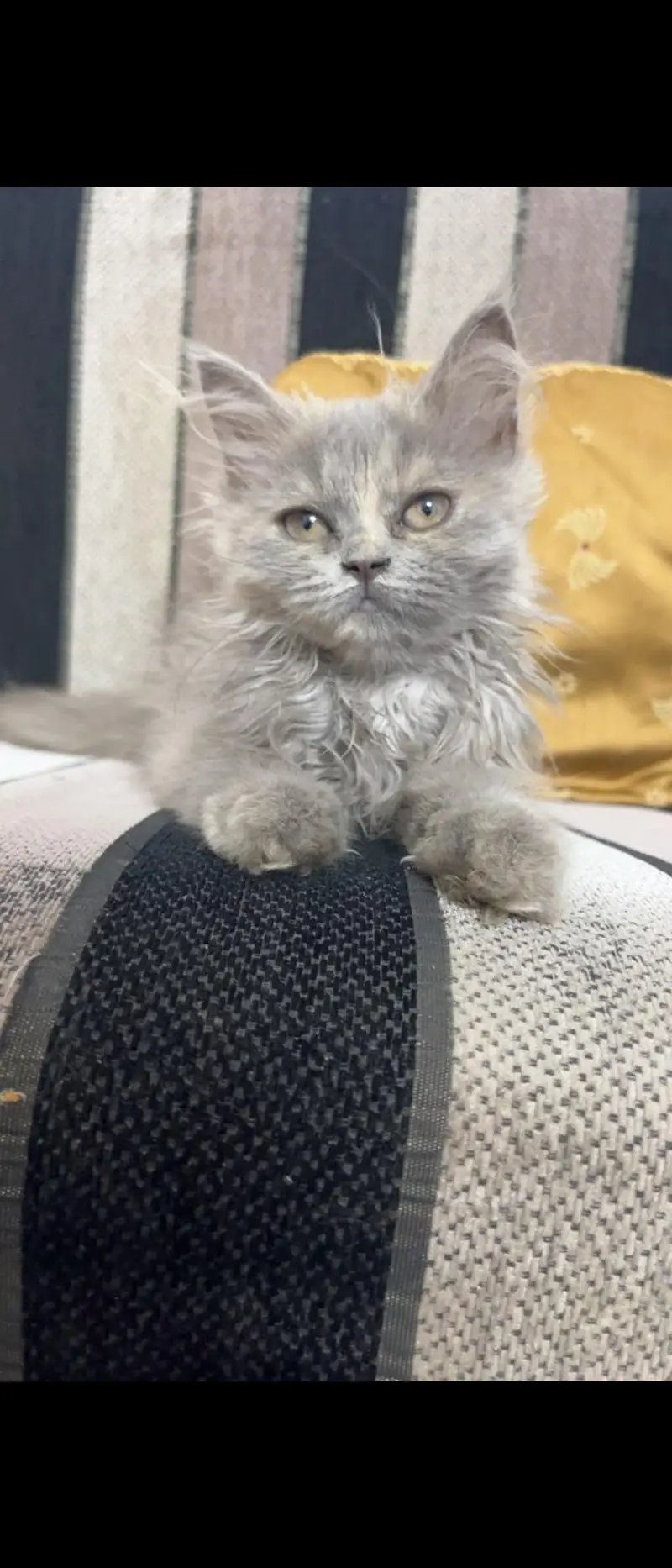 female cat — photo 3