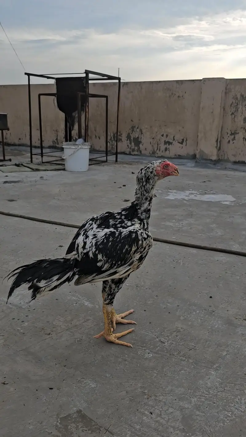 Turkish hint+Pakistani — photo 2