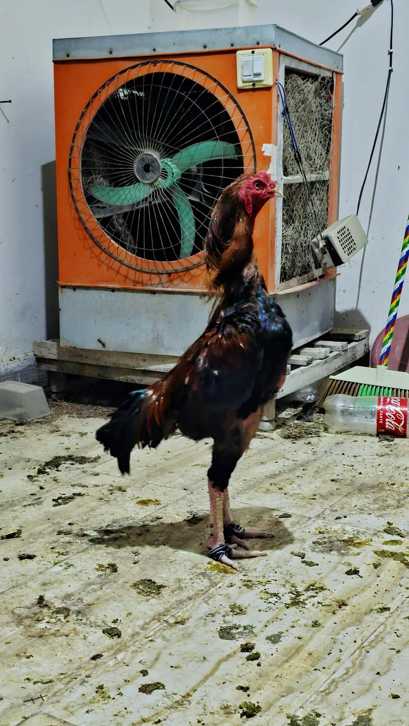 Turkish hint+Pakistani — photo 4