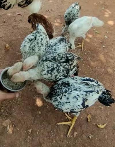 High quality and Pure blood line at very cheap rate