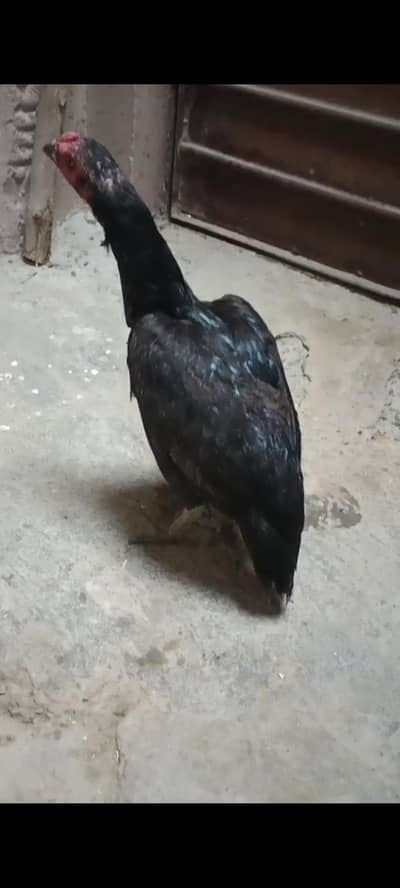 pure mianwali mushki Aseel madi for sale [taxila]