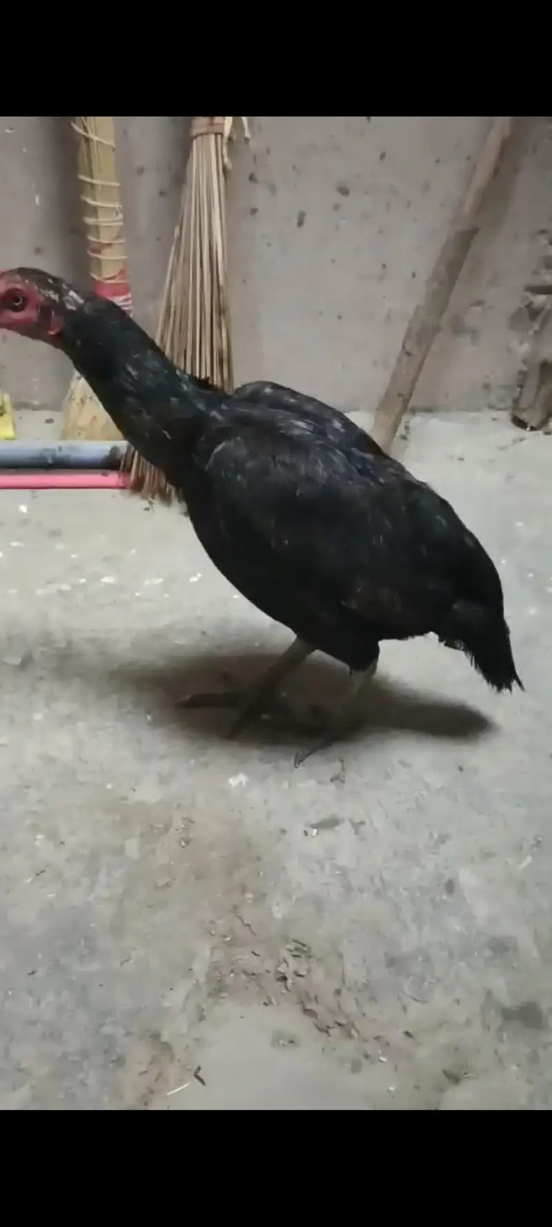pure mianwali mushki Aseel madi for sale [taxila] — photo 4