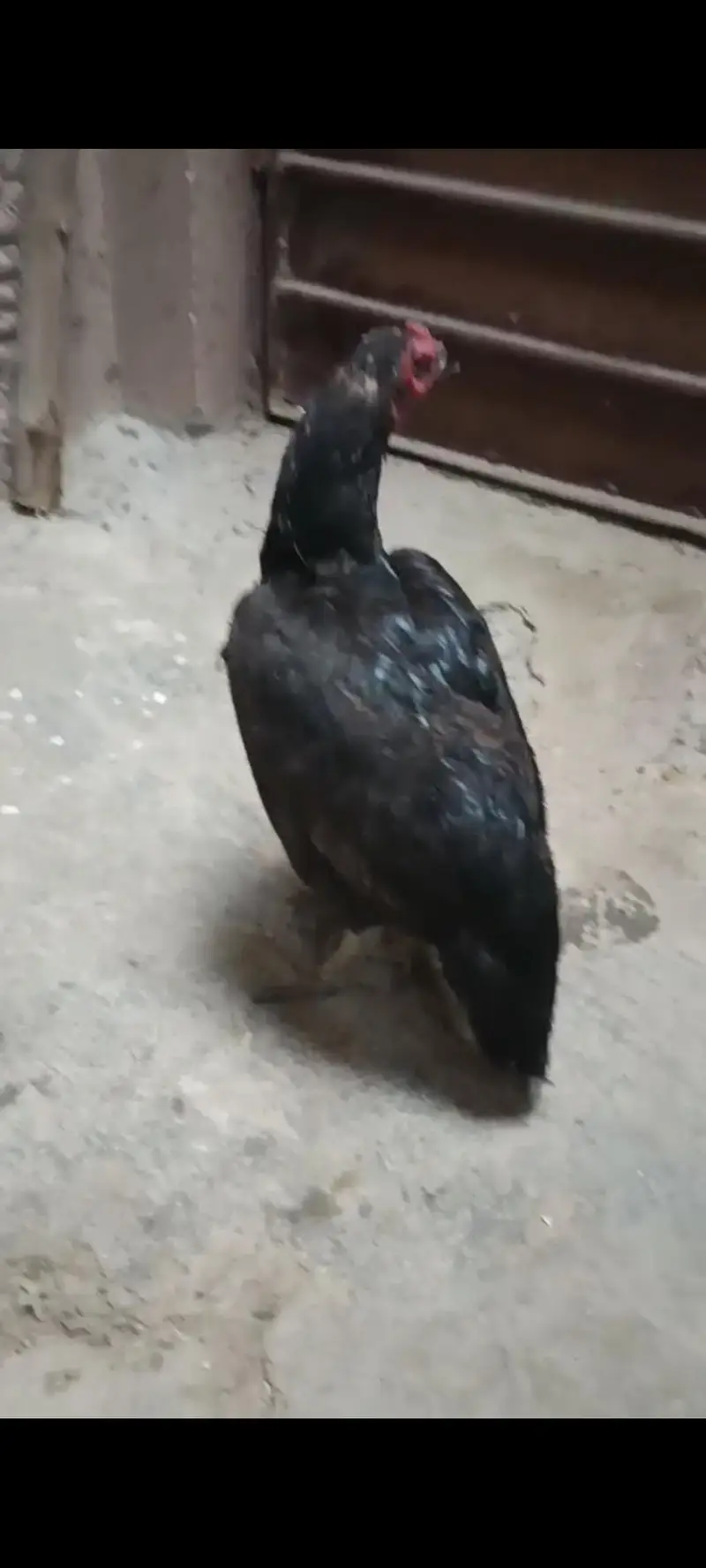 pure mianwali mushki Aseel madi for sale [taxila] — photo 5