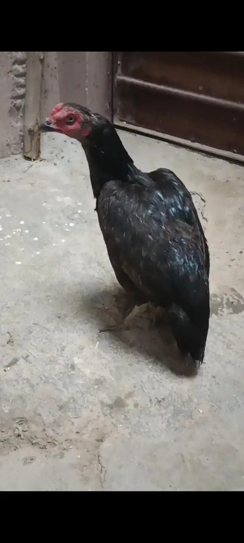 pure mianwali mushki Aseel madi for sale [taxila] — photo 6