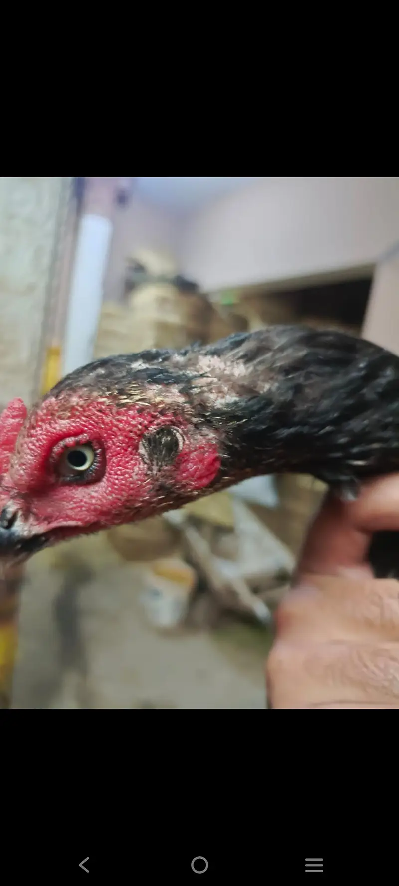 pure mianwali mushki Aseel madi for sale [taxila] — photo 7