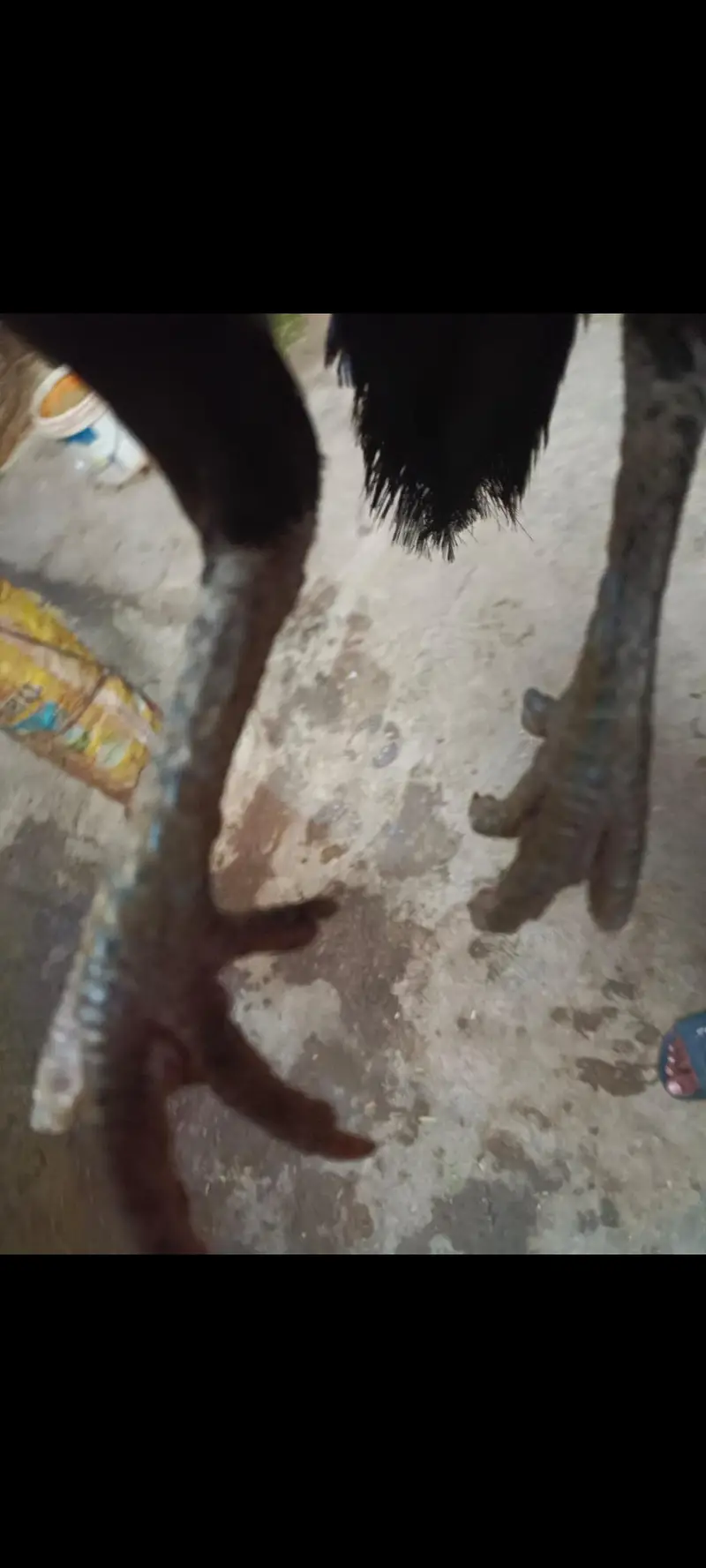 pure mianwali mushki Aseel madi for sale [taxila] — photo 8