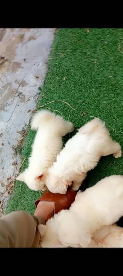 Russian male puppy