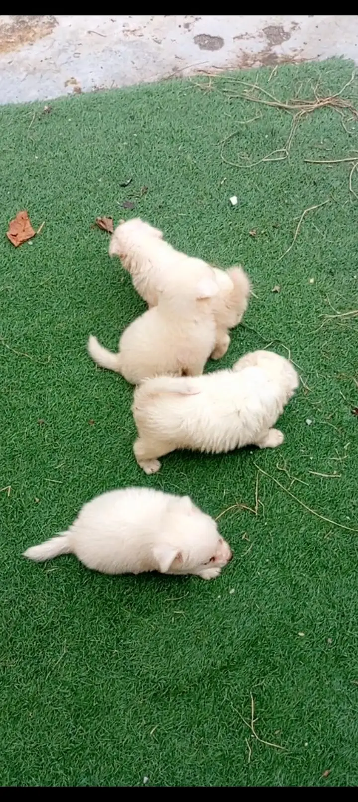 Russian male puppy — photo 2