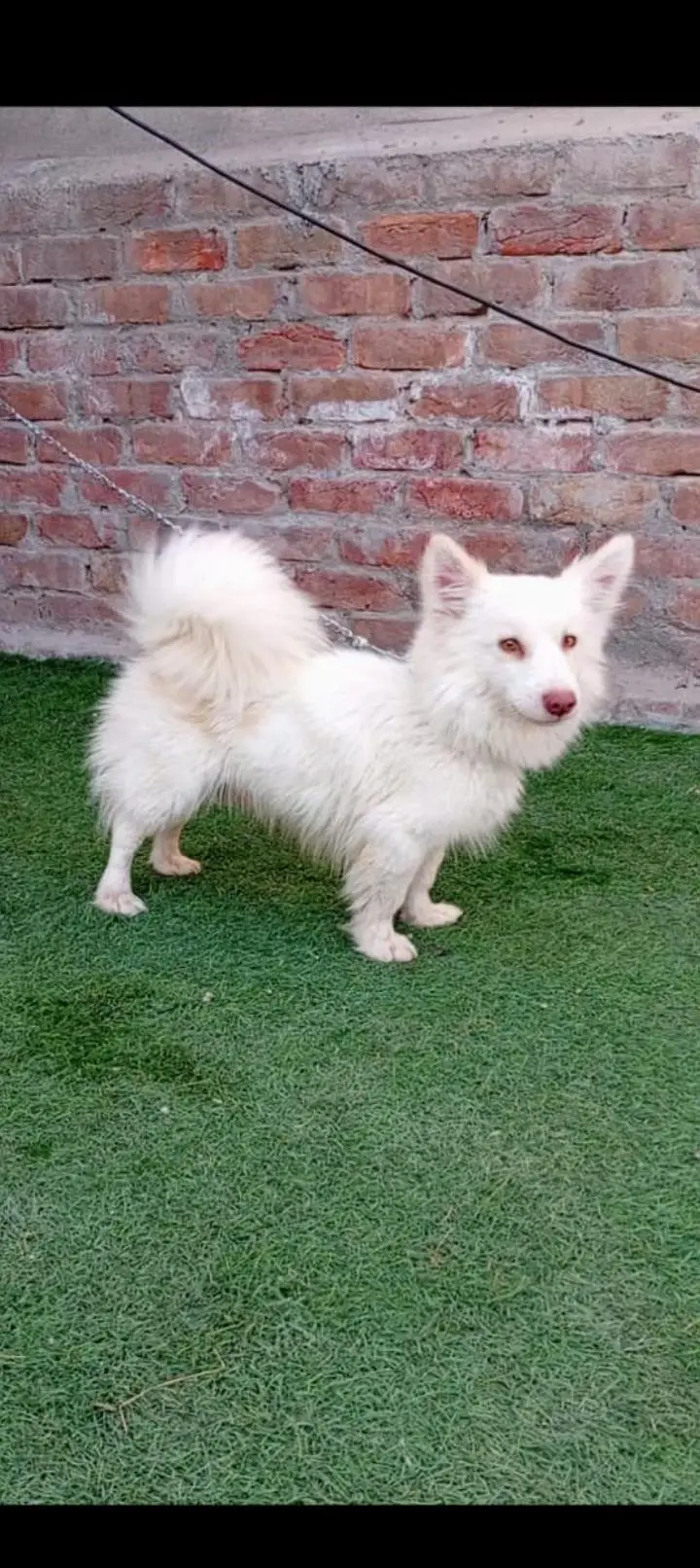 Russian male puppy — photo 3