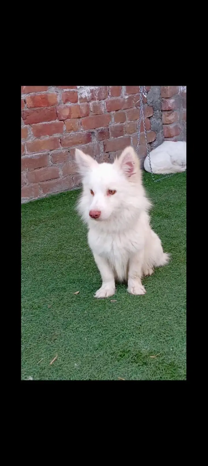 Russian male puppy — photo 4