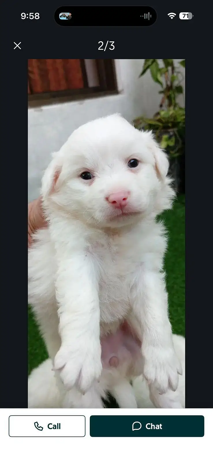 Russian male puppy — photo 5
