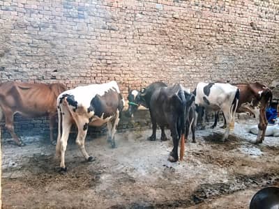 Cows Available
