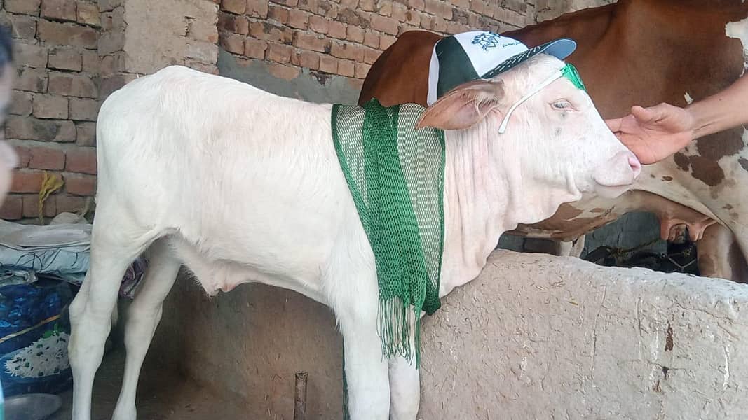Cows Available 1